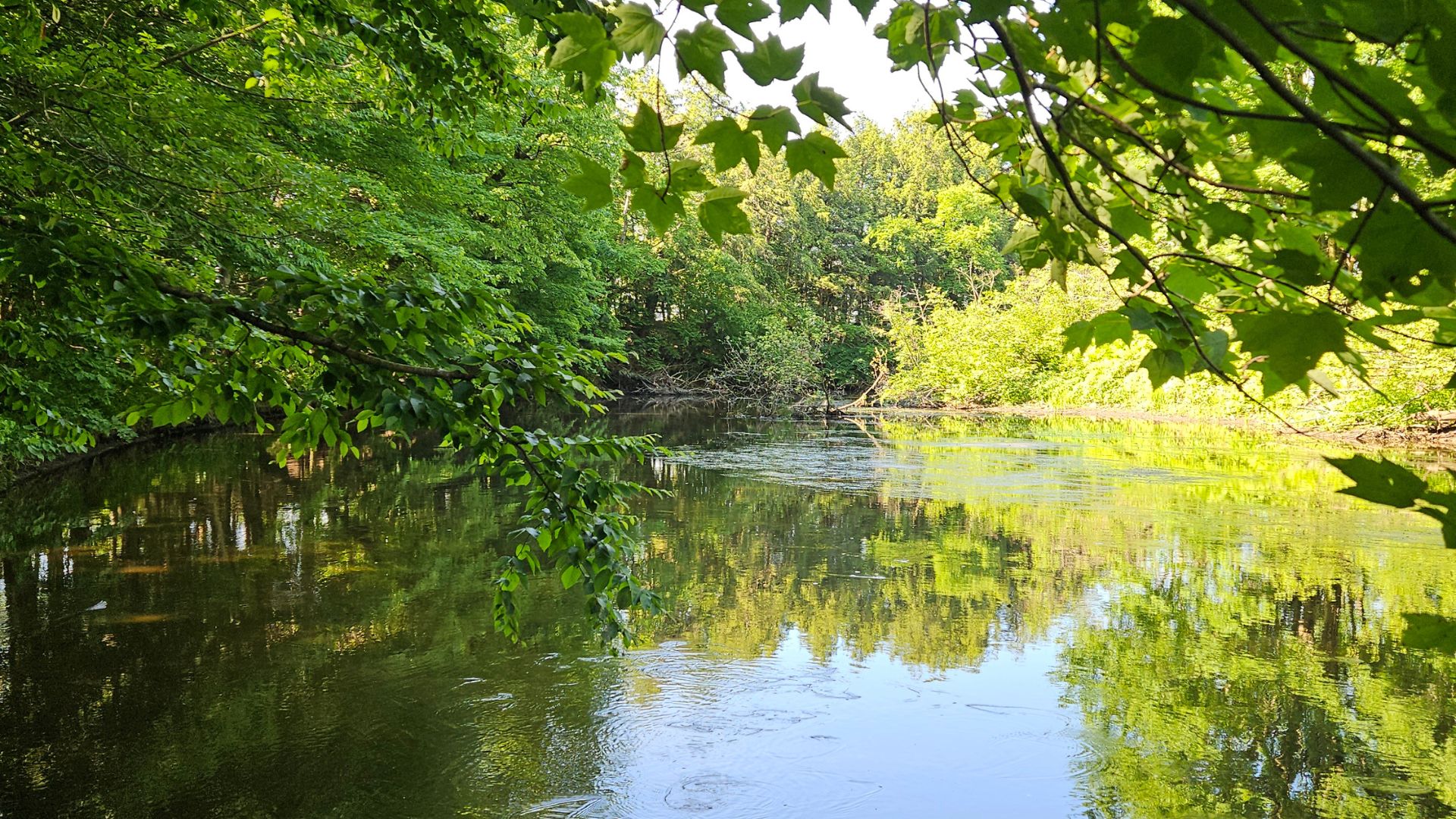 Rivière Yamaska Nord | Symbiose nature