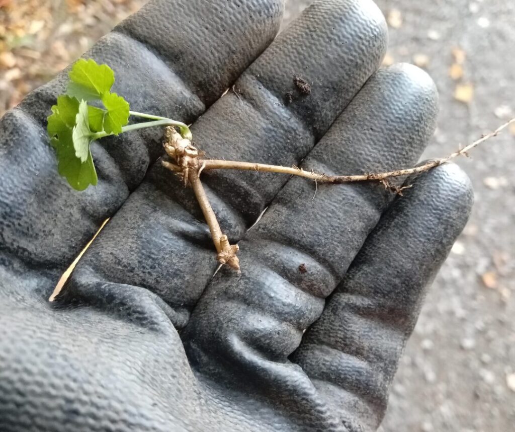 Repousse d'égopode podagraire à partir d'un fragment de rhizome | crédit : Vincent Laurie