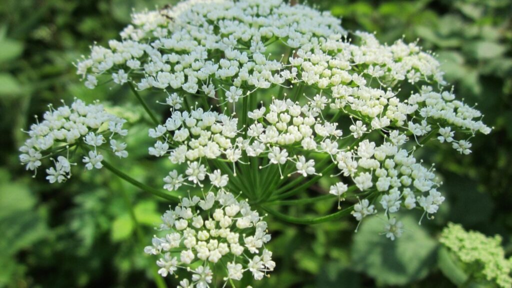 Inflorescence de l'égopode podagraire