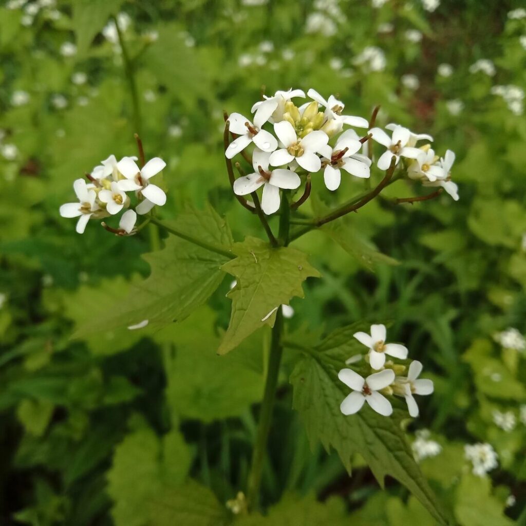 Alliaire officinale, plante exotique envahissante couvre-sol en Haute-Yamaska — crédit : Vincent Laurie