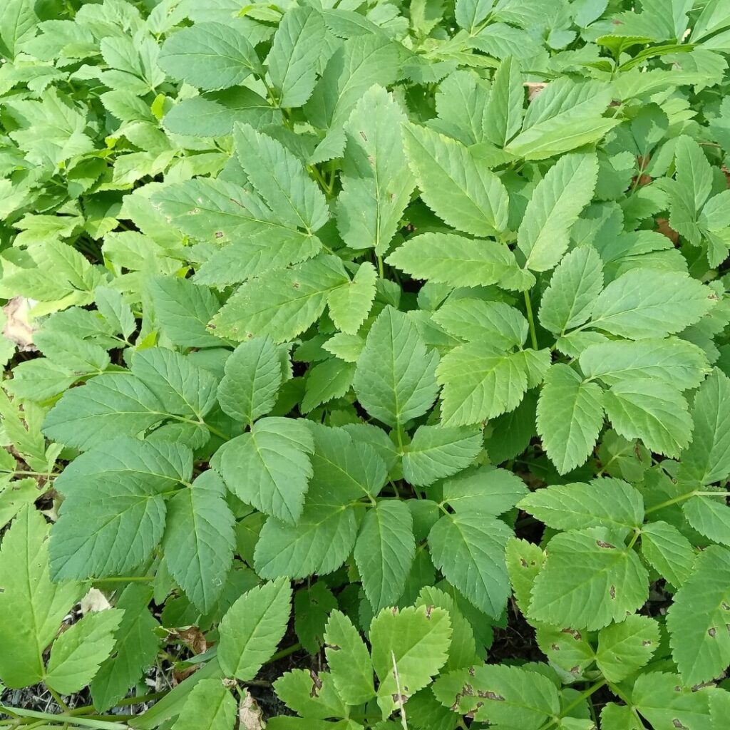 Égopode podagraire, plante exotique envahissante couvre-sol en Haute-Yamaska — crédit : Vincent Laurie