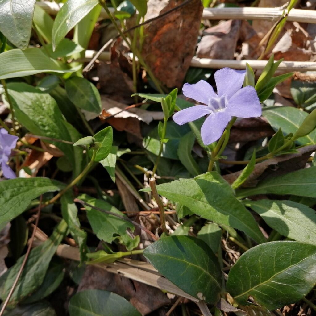 Petite pervenche, plante exotique envahissante couvre-sol en Haute-Yamaska — crédit : Vincent Laurie