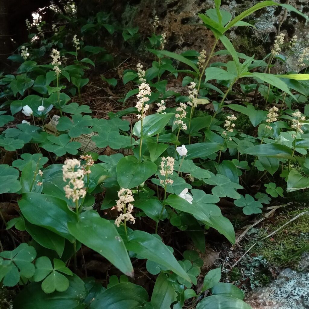 Maïanthème du Canada, plante exotique envahissante couvre-sol en Haute-Yamaska — crédit : Vincent Laurie