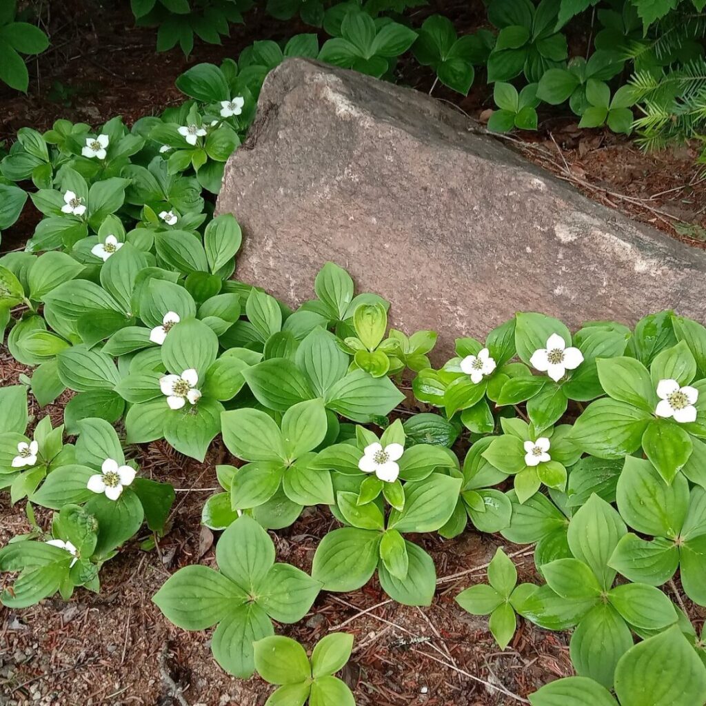 Alternative indigène aux plantes couvre-sols envahissantes