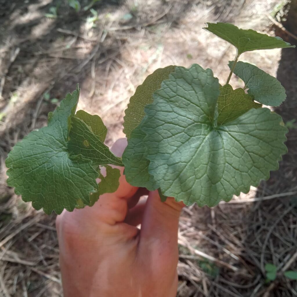 Feuilles d'alliaire officinale | crédit : Vincent Laurie