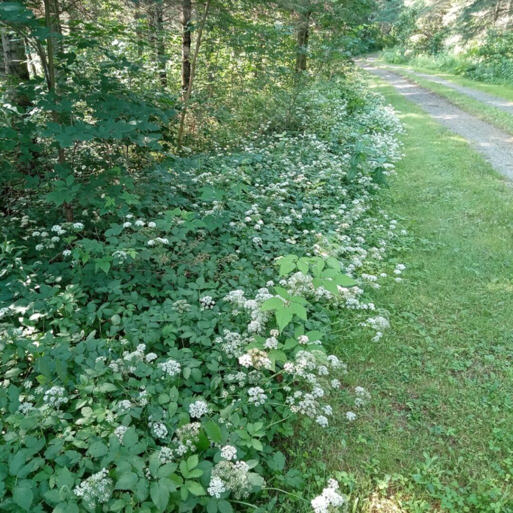 Colonie d'égopode podagraire ayant envahis le bord d'un chemin | crédit : Vincent Laurie