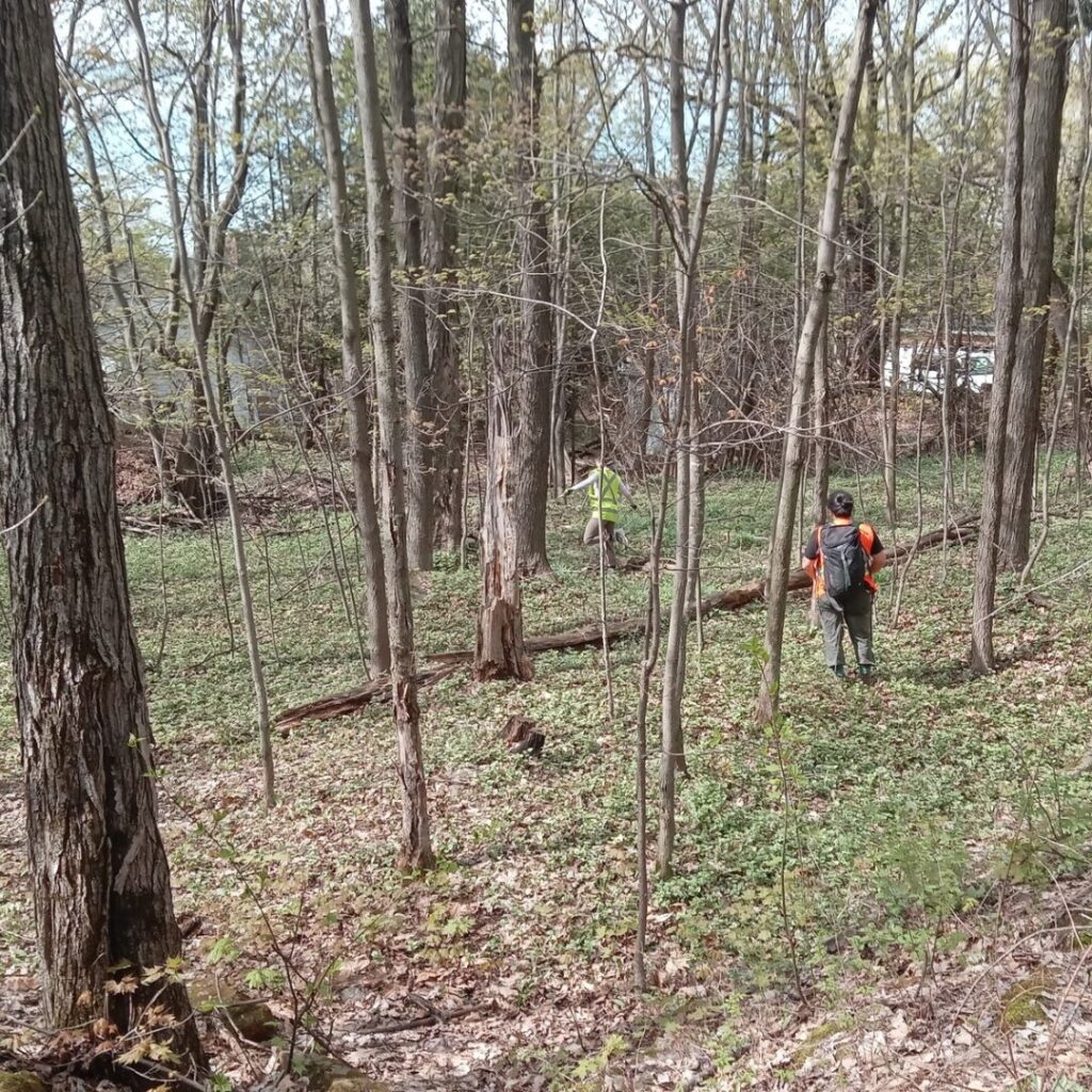 Lamier jaune ayant envahi le sous-bois des Boisés Miner | crédit : Vincent Laurie