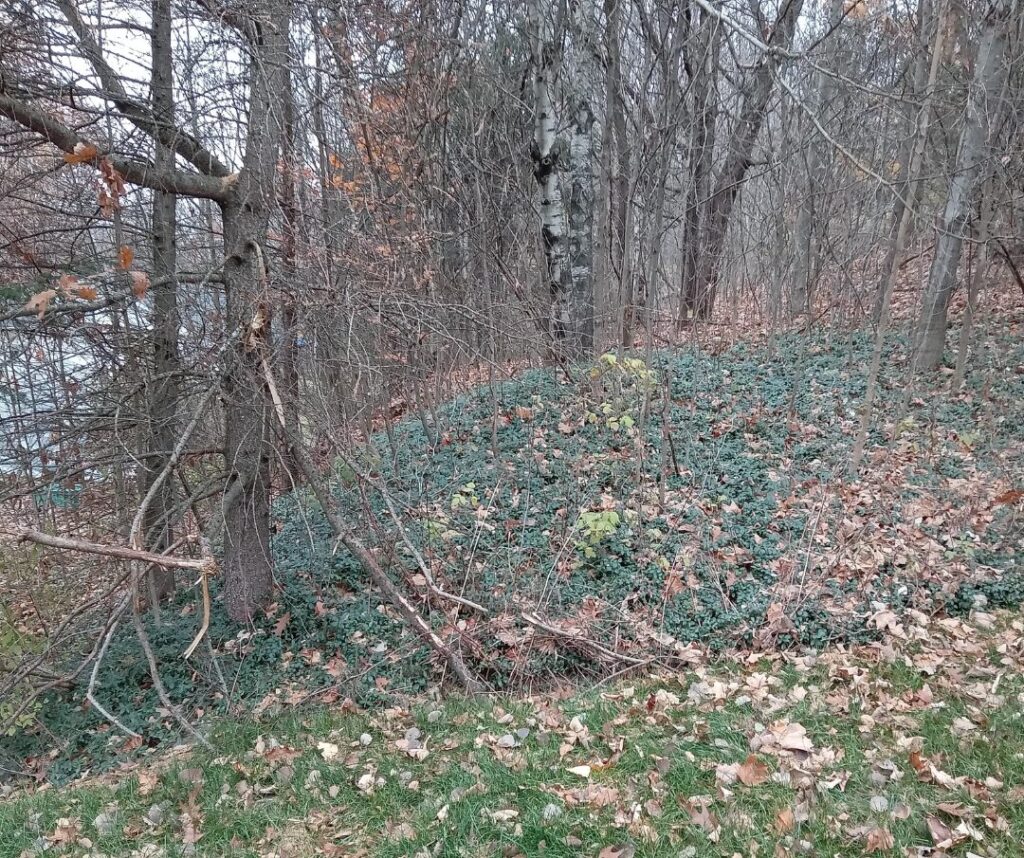 Petite pervenche ayant envahi le sous-bois | crédit : Vincent Laurie