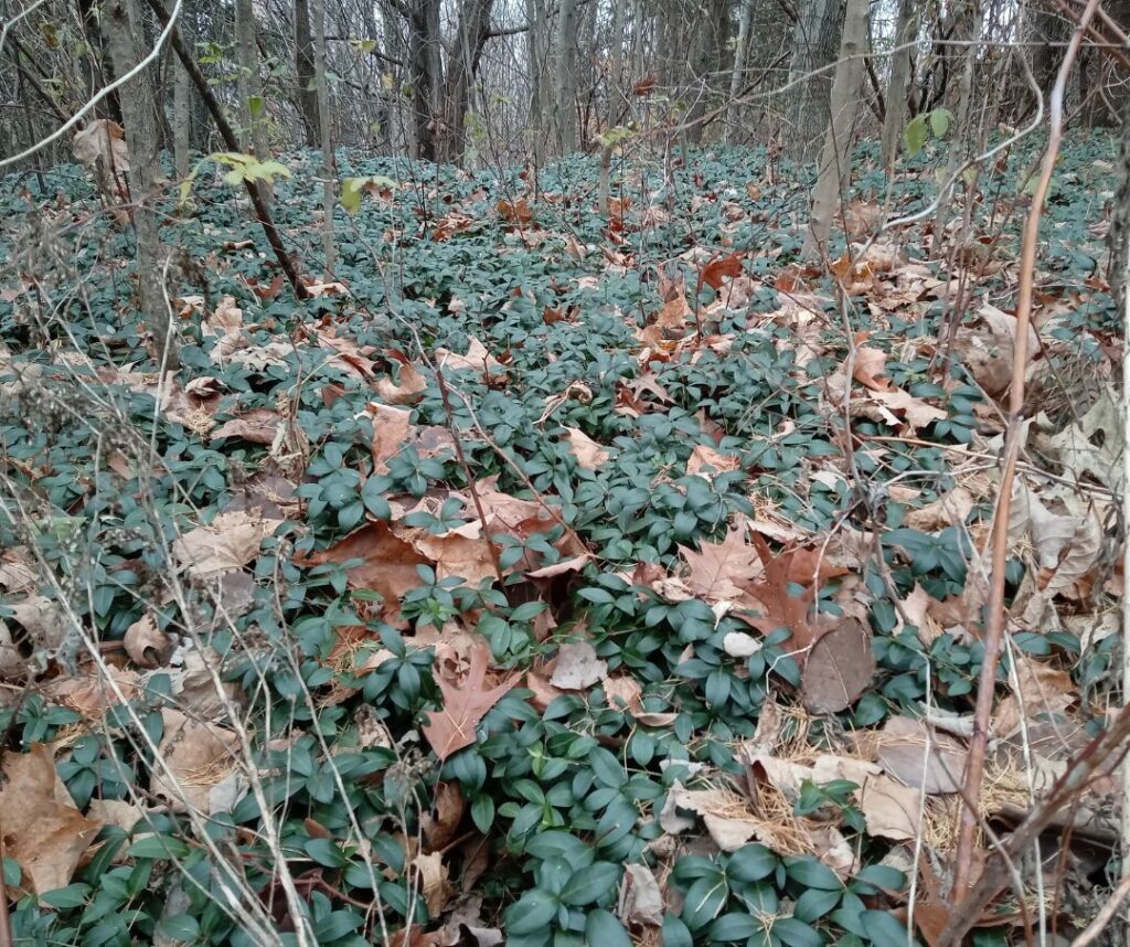 Petite pervenche ayant envahi un sous-bois | crédit : Vincent Laurie