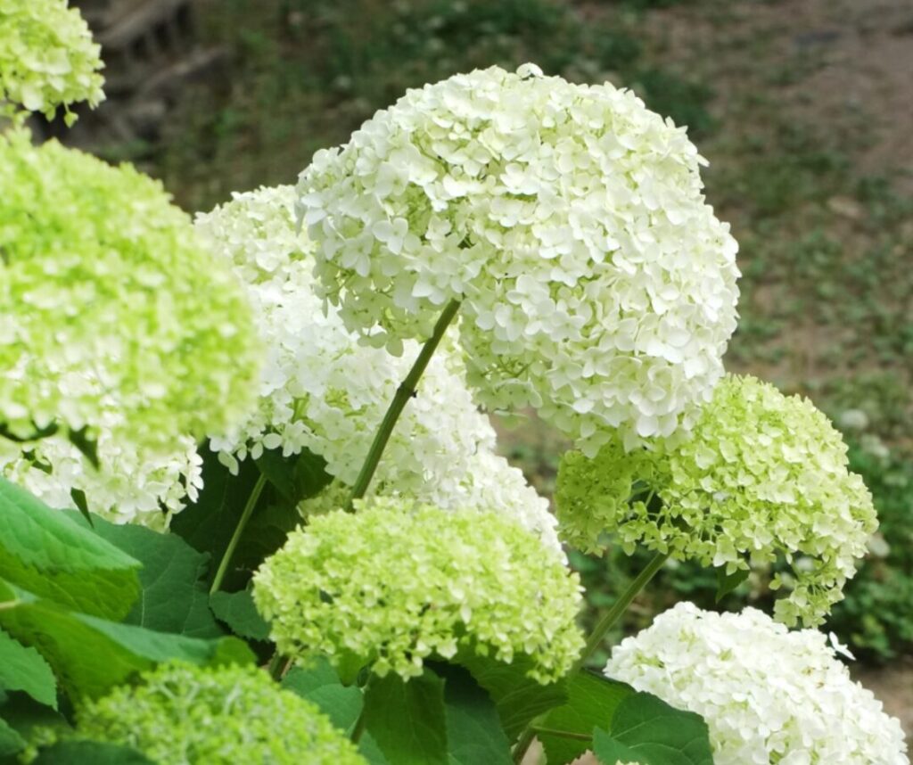Hydrangée en fleurs