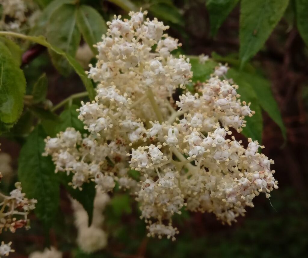 Sureau rouge en fleurs | crédit : Vincent Laurie