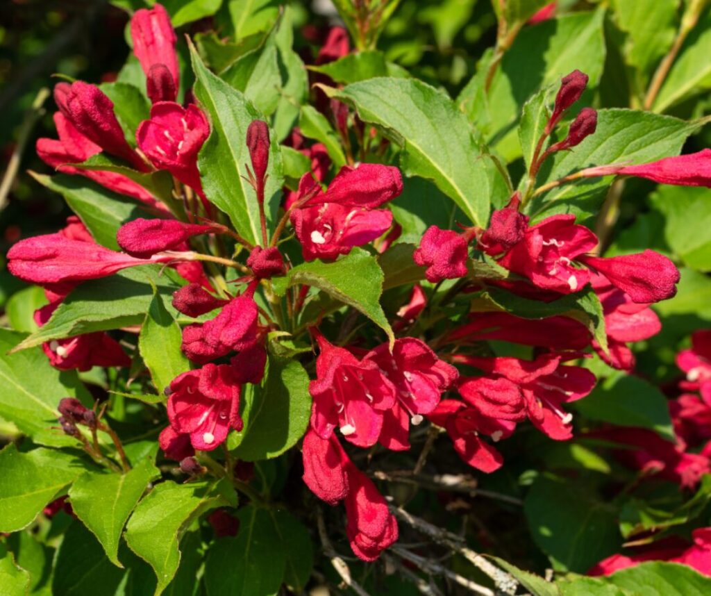 Weigela en fleurs