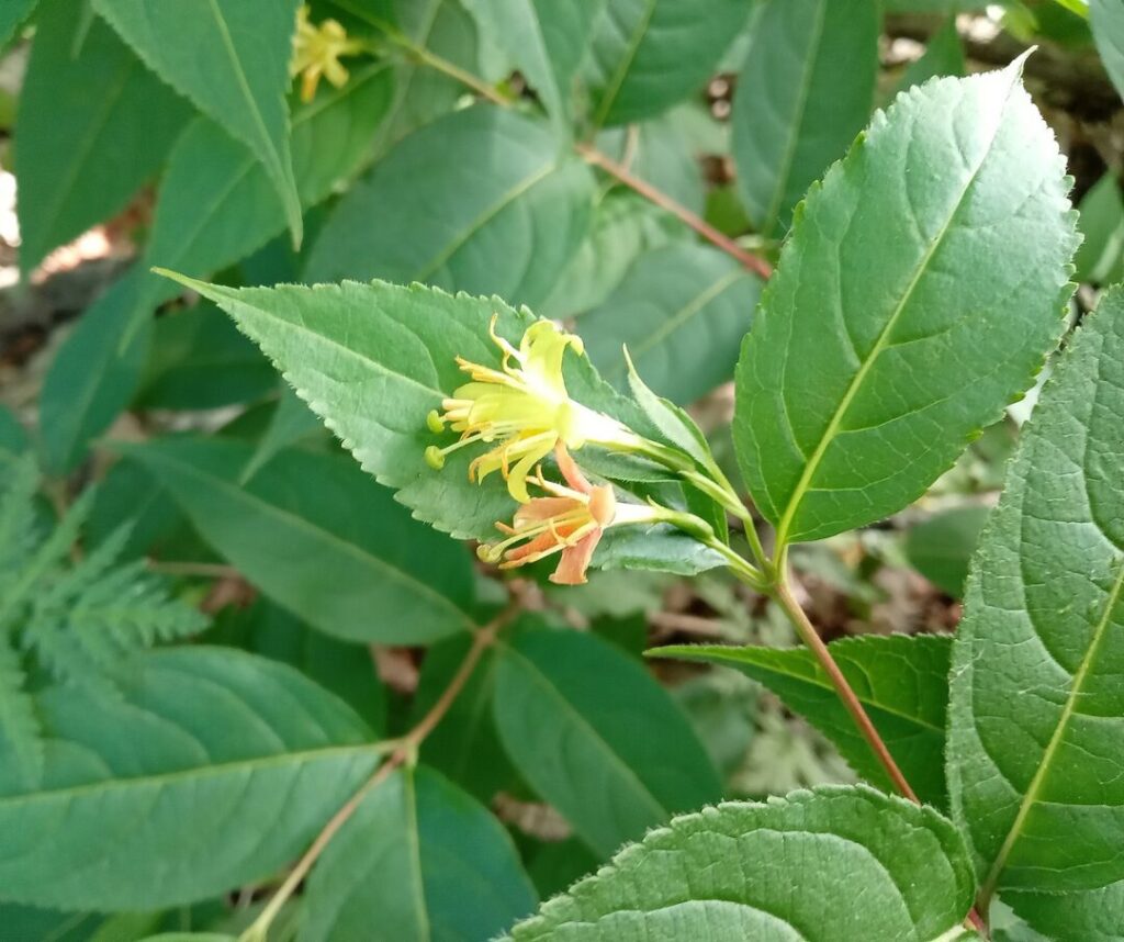 Diervillée chèvrefeuille en fleurs | crédit : Vincent Laurie