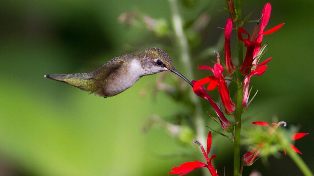 Colibri à gorge rubis (femelle) qui se nourrit dans une fleur de lobélie cardinal | crédit : Suzanne Bertrand