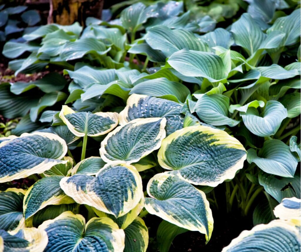 Hosta, plante indigène ornementale recommandée au Québec