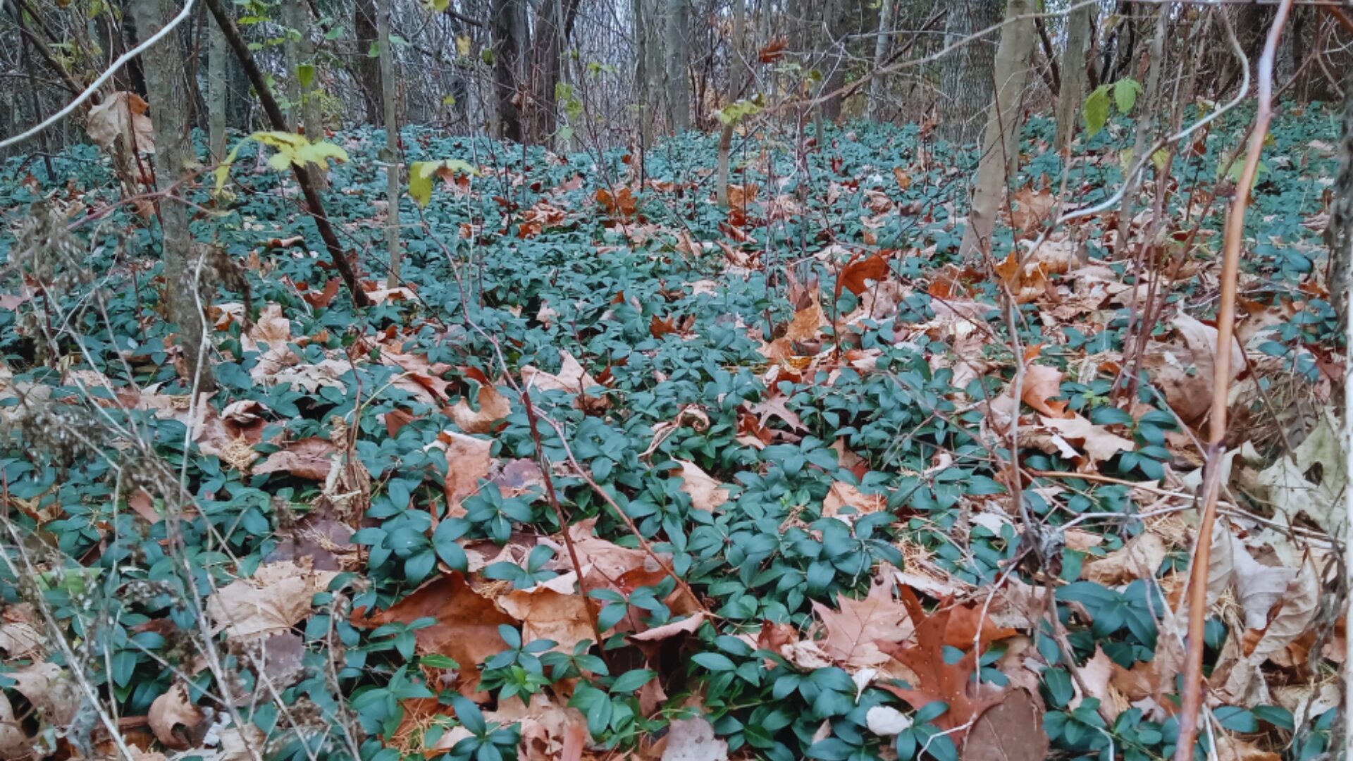 Entête — plantes couvre-sols envahissantes | crédit : Vincent Laurie Plantes exotiques envahissantes couvre-sols en Haute-Yamaska — crédit : Vincent Laurie