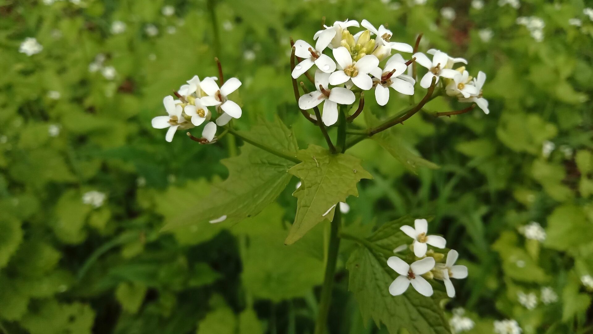 Alliaire officinale en fleurs | crédit : Vincent Laurie Alliaire officinale en fleurs