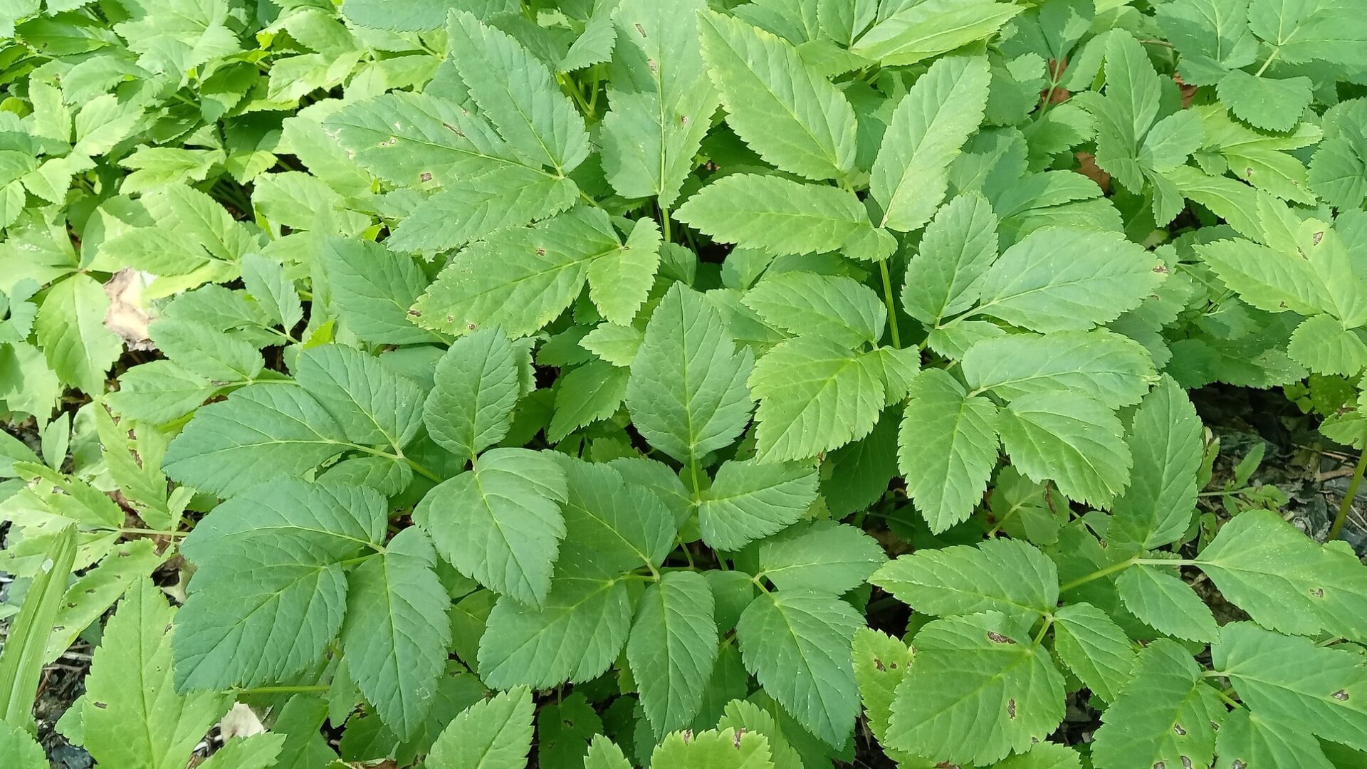 égopode podagraire | plantes exotiques envahissantes | crédit : Vincent Laurie Égopode podagraire | crédit : Vincent Laurie