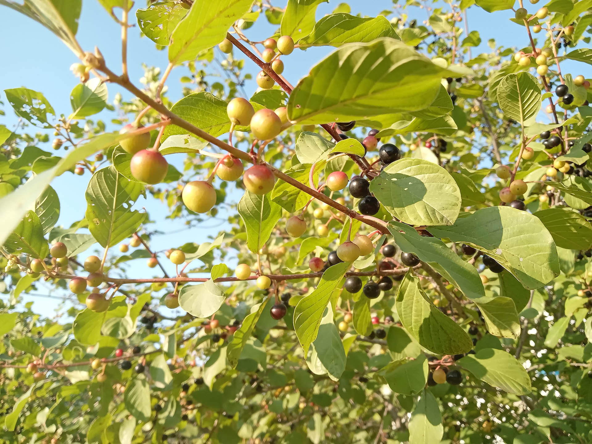 Nerprun | Plante exotique envahissante en Haute-Yamaska Nerprun en milieu naturel en Haute-Yamaska