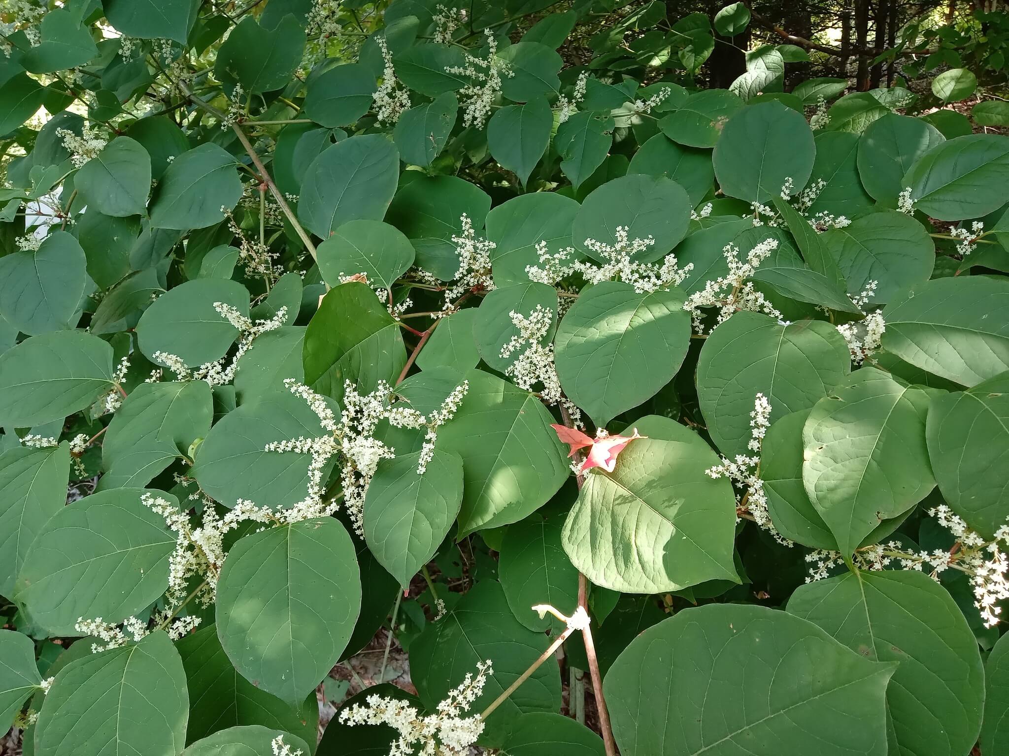 Muguet | Plante exotique envahissante en Haute-Yamaska | crédit : Vincent Laurie Muguet en milieu naturel en Haute-Yamaska — crédit : Vincent Laurie