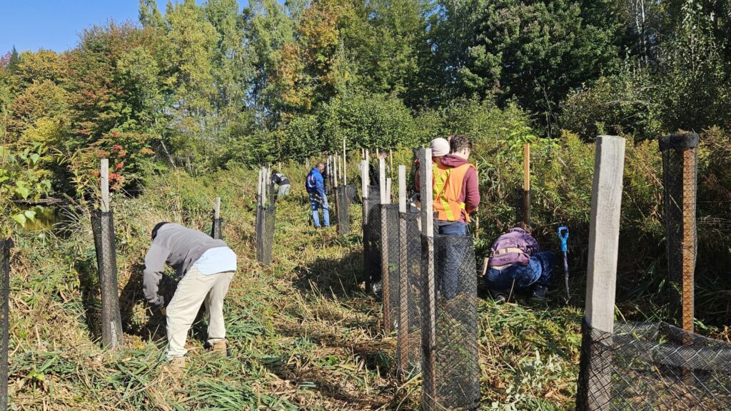 Activité plantation