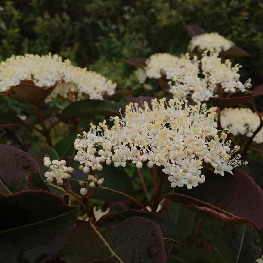 Viorne cassinoïde en fleurs | crédit : Vincent Laurie