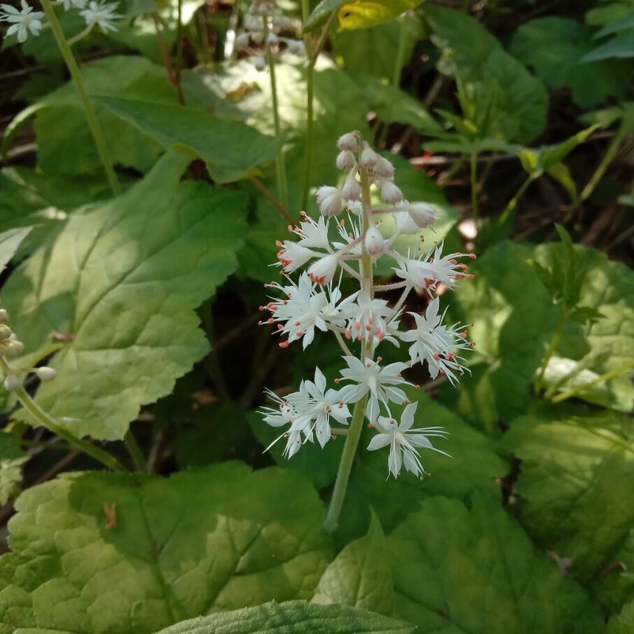 Tiarelle stolonifère en fleurs | crédit : Vincent Laurie