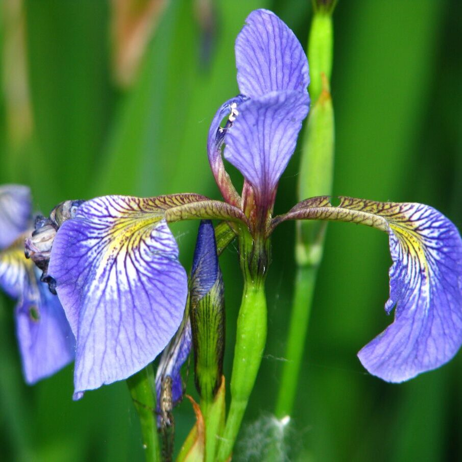Iris versicolore en fleurs | crédit : Alain Mochon