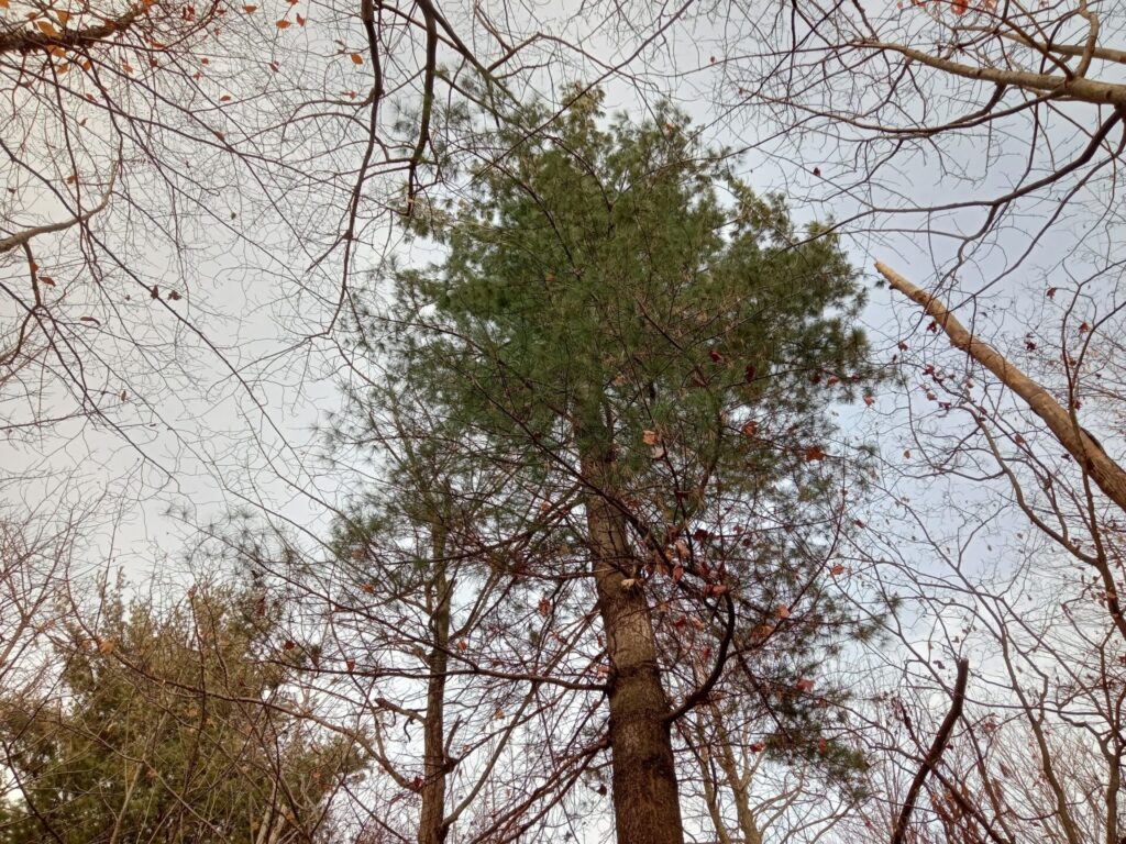 Pinus strobus | crédit : Vincent Laurie