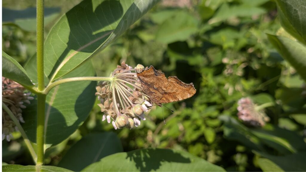 Conférence_jardin_biodiversité Papillon et asclépiade