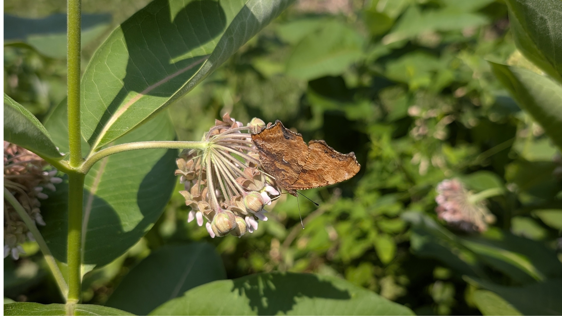 Conférence_jardin_biodiversité Papillon et asclépiade